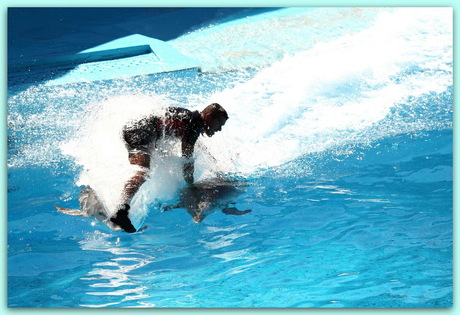 Dolfijn surfen