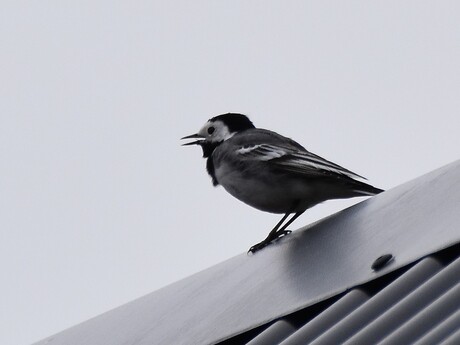 Witte Kwikstaart - Motacilla alba