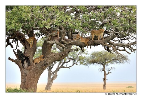 Serengeti Lion Pride