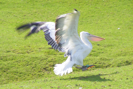 Landing zonder te vliegen!