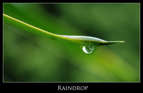 Raindrop