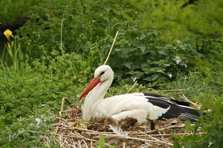 Ooievaar op nest