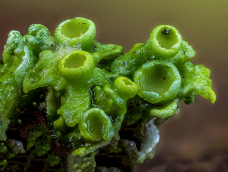 Cladonia fimbriata