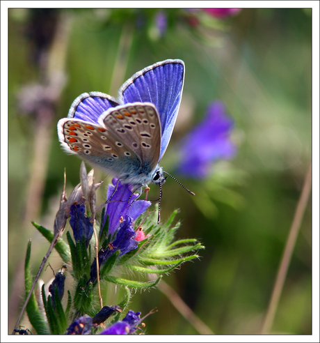 Icarus blauwtje