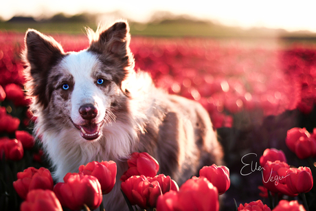 Haich tussen de tulpen