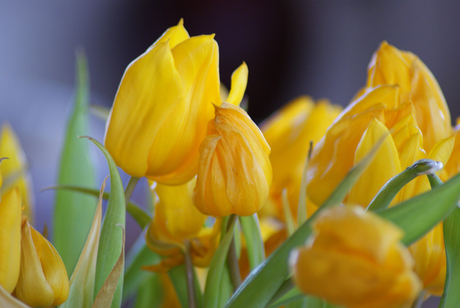 Gele tulpen