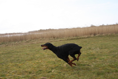 doberman in vogelvlucht