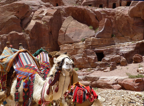 kamelen en rotsen 1505192322mw