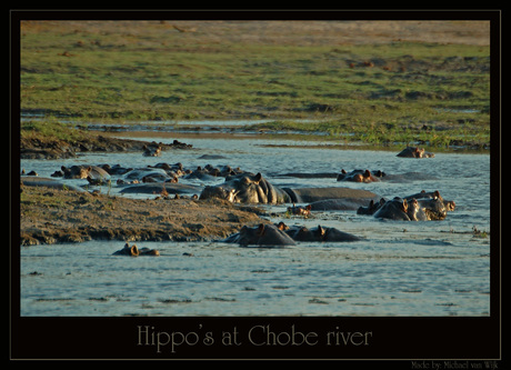 Hippo's at Chobe River