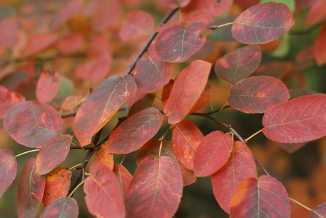 Colors of fall - leaves