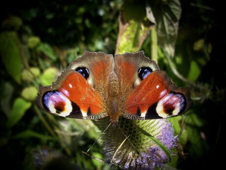 vlinder 2