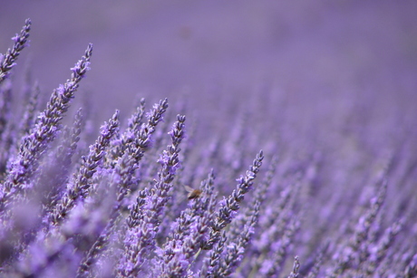 Lavendel vakantiegevoel