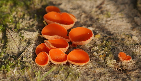 Oranje bekerzwam