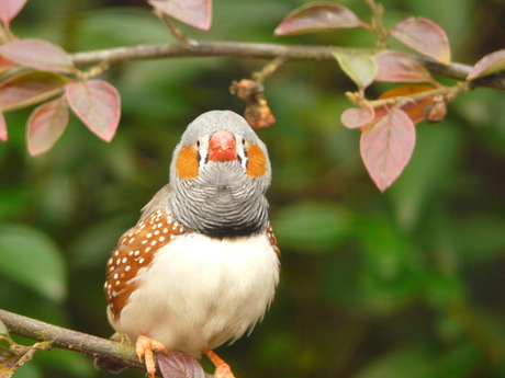 Kijk ´s naar ´t vogeltje