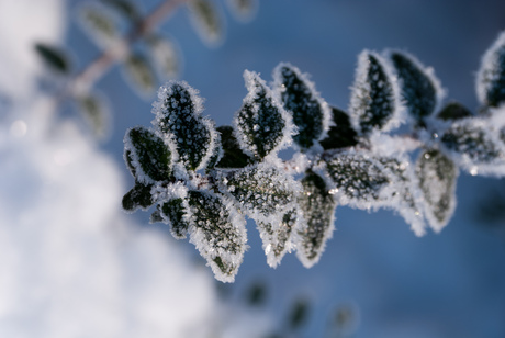 Frosty leaves