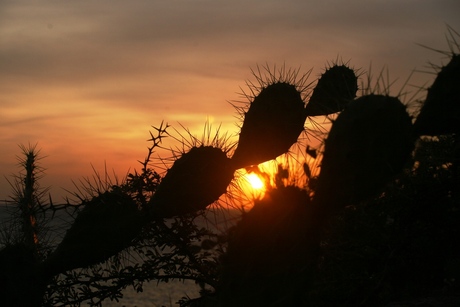 Cactus bij ondergaande zon
