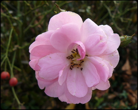 Pretty in pink