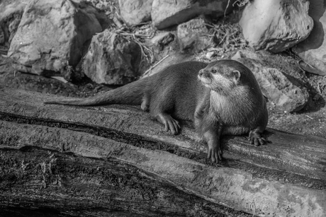 Ouwehands dierenpark - Otter