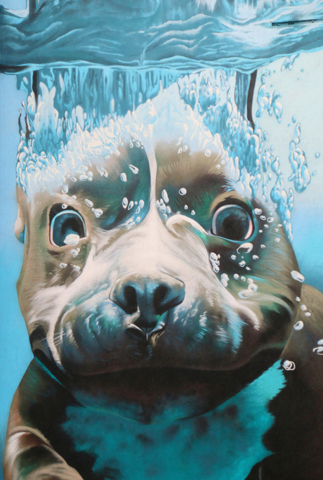 waterdog