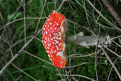 Rood met witte stippen