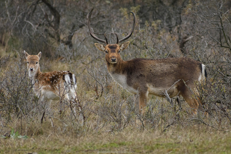 Bambi