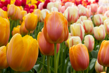 Bokehlicious Tulips