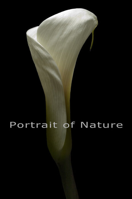 Portrait of Nature