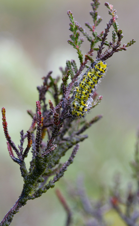 rups in de regen