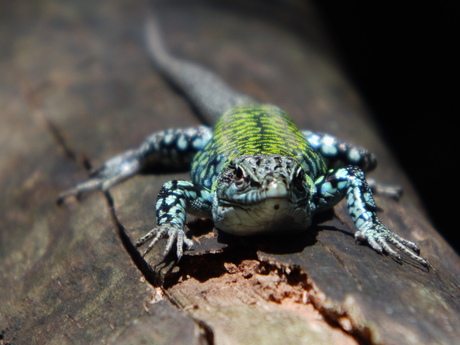blue-yellow salamander