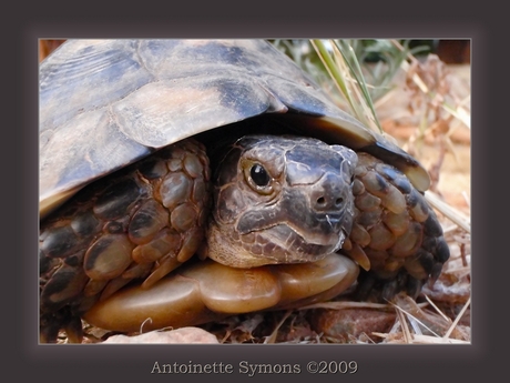 Wildlife in Greece