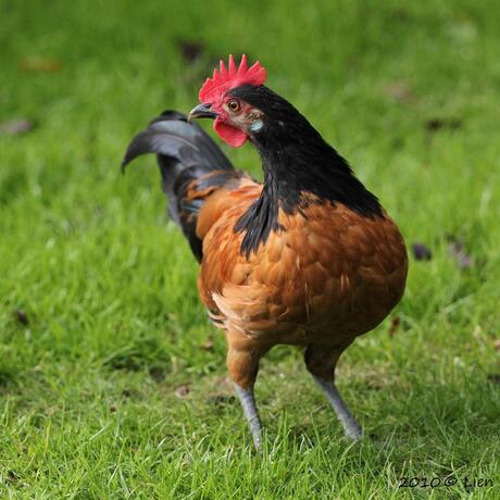 Coco in het gras