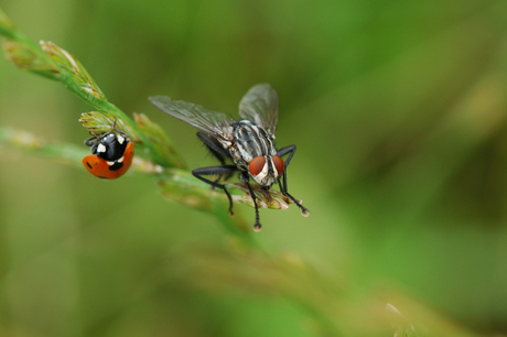 Samen...