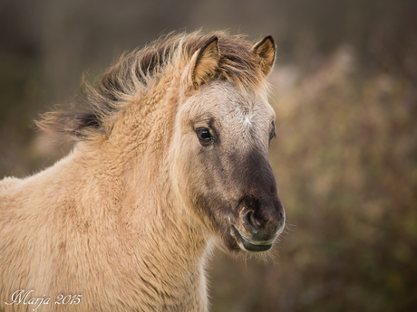 Konik Veulen