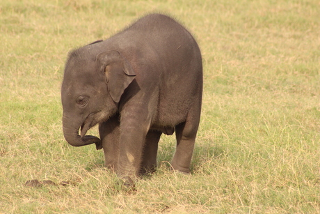 babyolifant