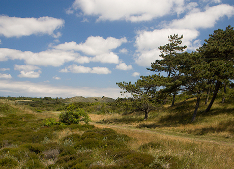 Duingebied Texel