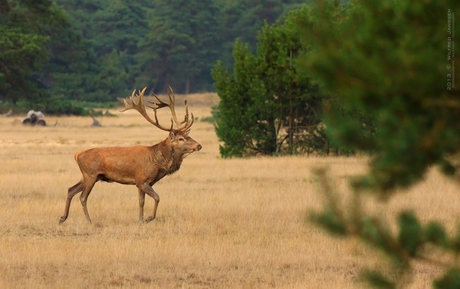 Een bok op de Hoge Veluwe