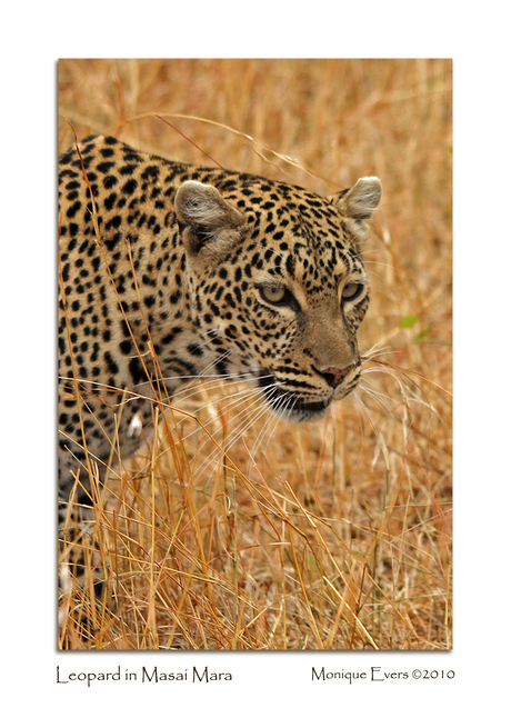 Leopard in Masai Mara