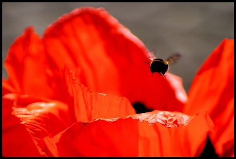 papaver