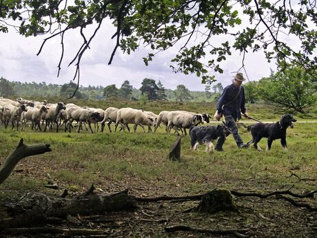 Op de Veluwe voor het onweer