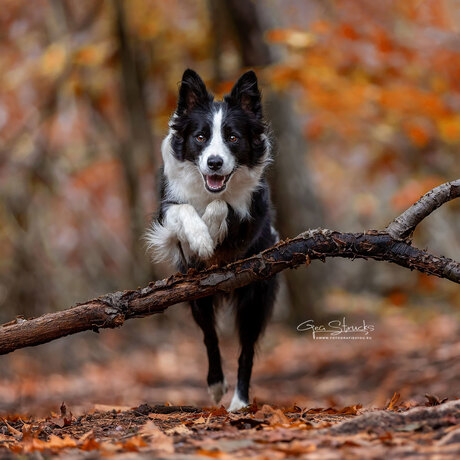 Autumn in the woods