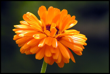 Herinnering aan de zomer...