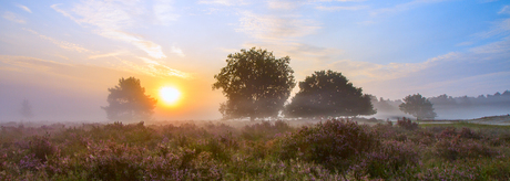 Heide in bloei