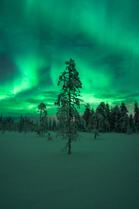 Noorderlicht in Lapland