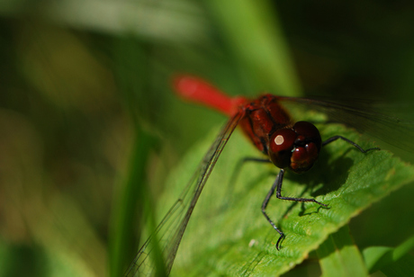 libelle II