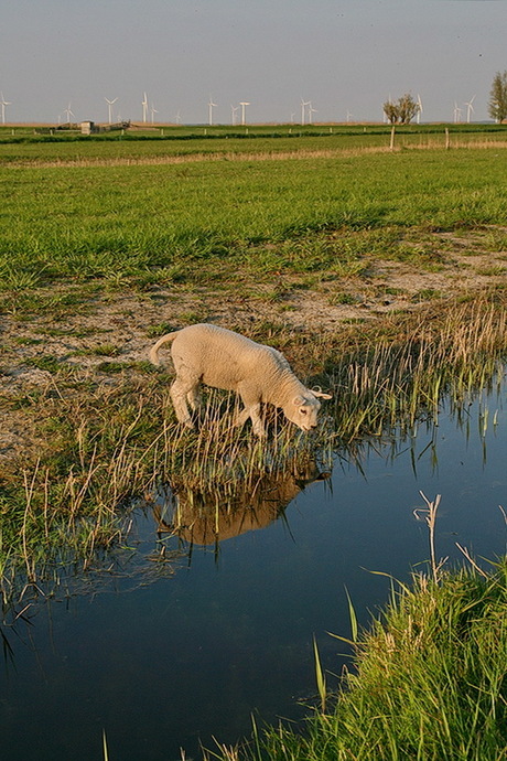 Dieren serie 171.