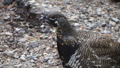 Bossneeuwhoen/Spruce Grouse/Falcipennis canadensis