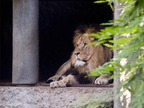 The Lion sleeps tonight...