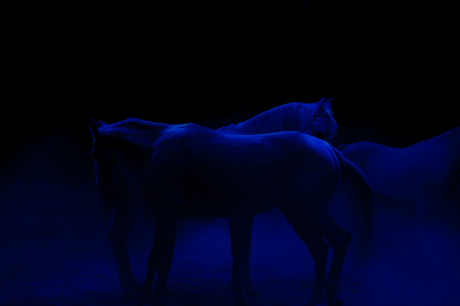 Blue Horses.jpg