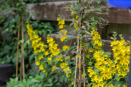 Onkruid in mijn tuin