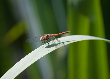 Bruinrode heidelibel